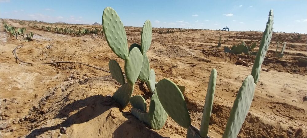 Prickly pear - Image 2