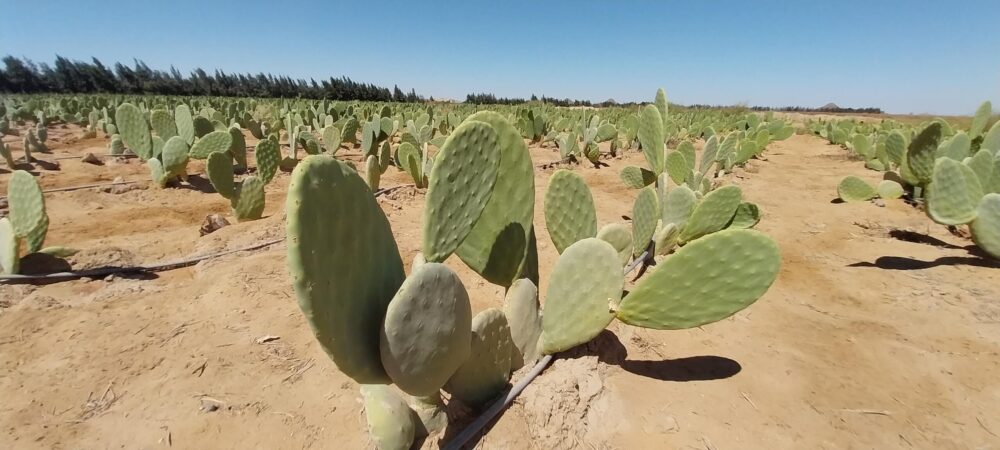 Prickly pear - Image 3