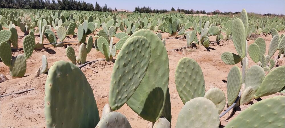 Prickly pear - Image 4