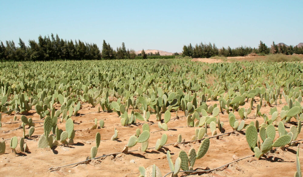 Prickly pear - Image 5