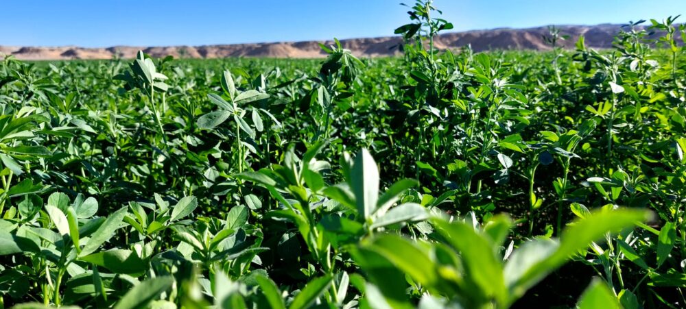 Alfalfa - Image 7