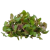 النعناع_البلدي النعناع_البلدي