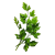 بقدونس بقدونس