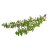 زعتر زعتر